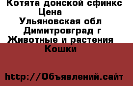 Котята донской сфинкс › Цена ­ 2 500 - Ульяновская обл., Димитровград г. Животные и растения » Кошки   